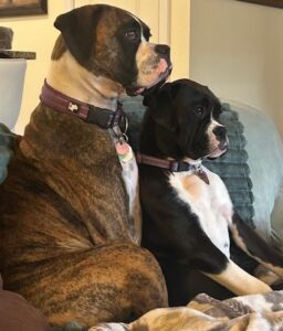 Two boxer dogs sitting side by side