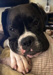 Black and white boxer dog