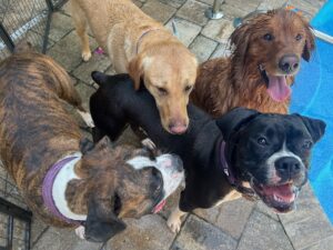 Four happy dogs gathered closely on a stone patio near a pool.